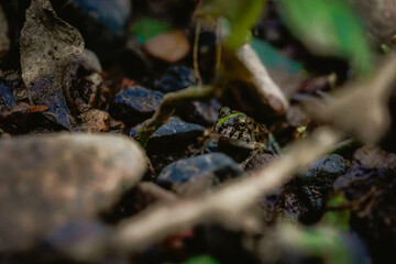 Frog on the riverbank