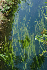 日本の淡水水生植物