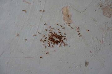 rusty metal background