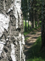 Obraz premium forest, birch, bark, birch alley, forest road, grass, foliage, trees