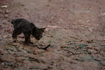 cat playing in the ground