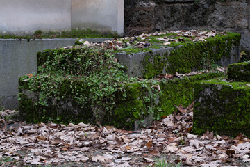 Variety of vegetation that is taking over an old cemetery. On tombstones, ground, stairs, paths......
