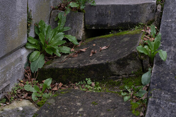 Variety of vegetation that is taking over an old cemetery. On tombstones, ground, stairs, paths......