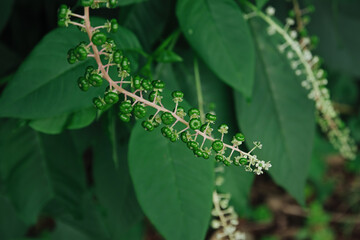 有毒植物ヨウシュヤマゴボウ