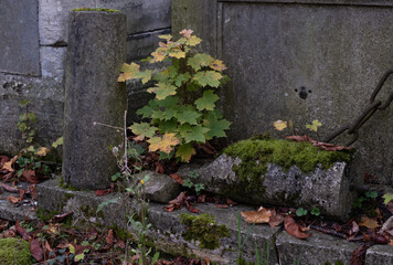 Variety of vegetation that is taking over an old cemetery. On tombstones, ground, stairs, paths... etc. Shot in the cemeteries of Montparnasse and Pere Lachaise (Paris, France).