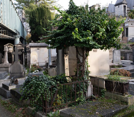 Variety of vegetation that is taking over an old cemetery. On tombstones, ground, stairs, paths... etc. Shot in the cemeteries of Montparnasse and Pere Lachaise (Paris, France).