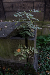 Variety of vegetation that is taking over an old cemetery. On tombstones, ground, stairs, paths......