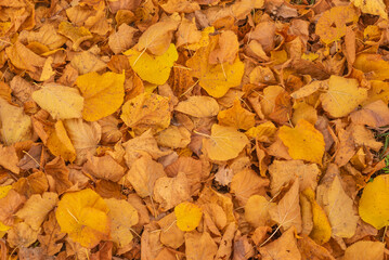 Full frame photo of autumn yellow leafs.