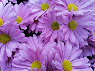 Obraz premium Chrysanthemum flowers are blooming. Many are planted in flower gardens
