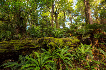 Rain forest