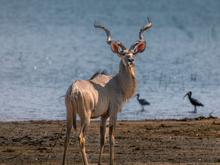 impala in the savannah