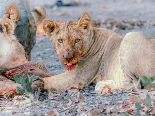 lion cub in the wild