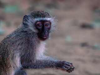 portrait of baboon