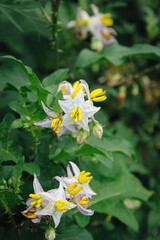 増えると厄介な雑草ワルナスビ