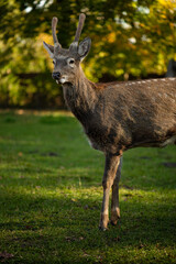 deer in the forest