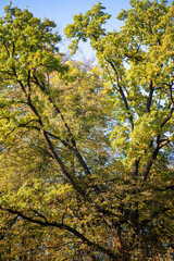 the sky above the trees in the forest