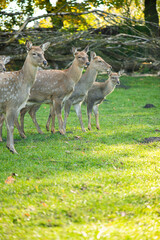 deer in the meadow
