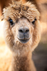 Fototapeta premium The alpaca (Lama pacos) is a species of South American camelid mammal.