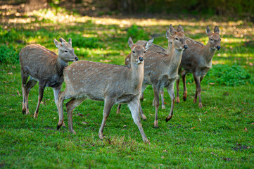 wild animals, deer in the forest, european fauna