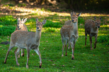 wild animals, deer in the forest, european fauna