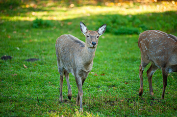 wild animals, deer in the forest, european fauna