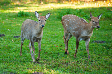 wild animals, deer in the forest, european fauna