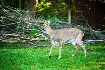 wild animals, deer in the forest, european fauna