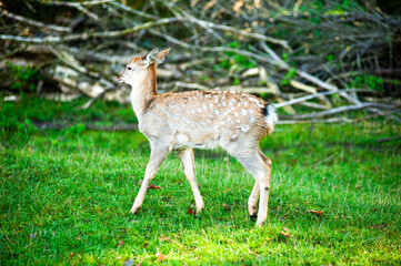 wild animals, deer in the forest, european fauna