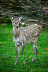 wild animals, deer in the forest, european fauna