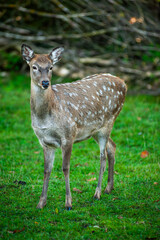 wild animals, deer in the forest, european fauna