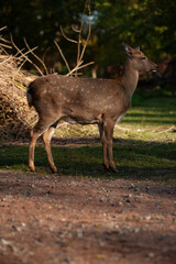 wild animals, deer in the forest, european fauna