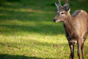 wild animals, deer in the forest, european fauna