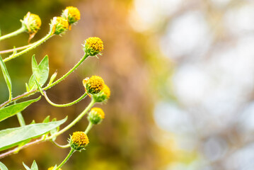 秋の公園に咲く美しい黄色のキクイモの花