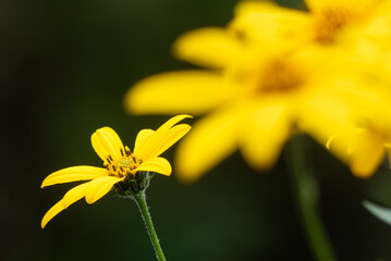 秋の公園に咲く美しい黄色のキクイモの花