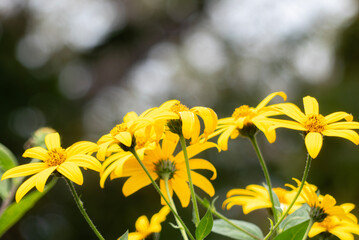 秋の公園に咲く美しい黄色のキクイモの花