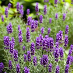 lavender flowers in the garden