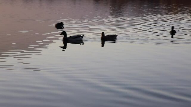 Enten im See