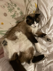 ragdoll fluffy cat in bed