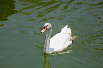 Close up White swan is cute in river