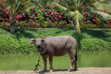 The buffalo is stay in nature garden near the canal at thailand