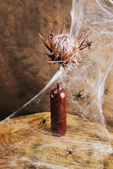 still life with a protea flower, cobwebs and spiders in an atmosphere of mystery