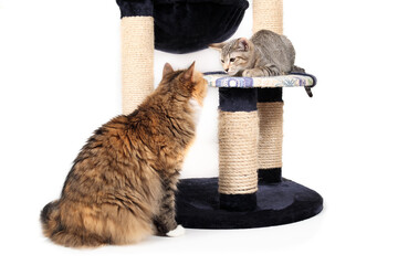 Two cats playing on cat tree. Intense playful or scarred body language of kitten and cat meeting....