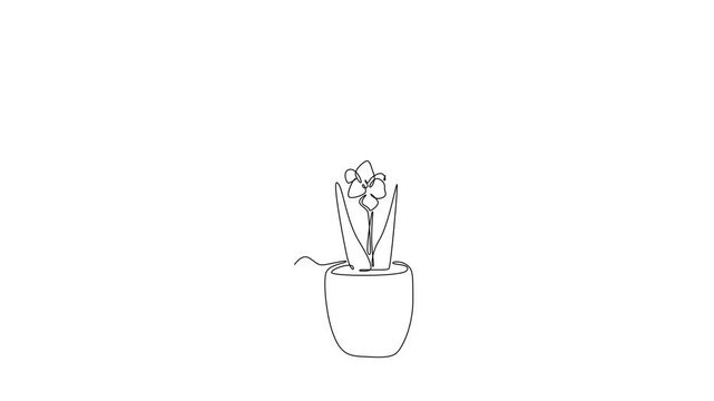 Self drawing animation of single line draw beauty fresh gladiolus for home decor poster. Printable decorative sword gladius flower concept for greeting card. Continuous line draw. Full length animated