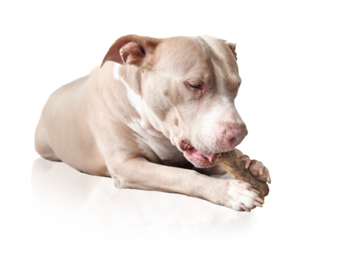 Happy dog with chew stick in mouth and between paws. Pitbull lying while chewing on rawhide stick or chew bone. Dog dental health. 10 years old female American Pitbull terrier. Selective focus.