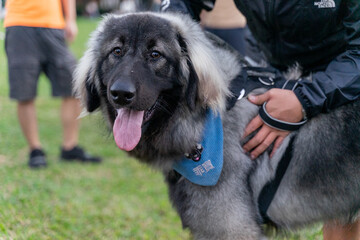 Fototapeta premium a majestic Caucasian Shepherd sitting calmly on a lush grassy field, exuding strength and tranquility. Its thick, fluffy coat glistens in the natural light 
