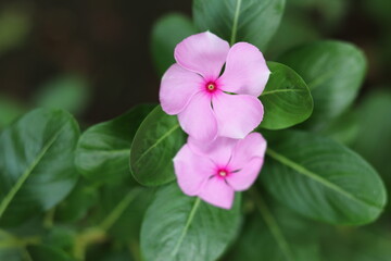 Catharanthus roseus, commonly known as the Madagascar periwinkle, is a species of flowering plant native to Madagascar. It is popular for its attractive flowers 