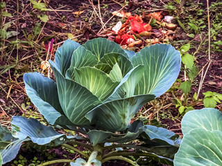 Huge growing cabbage head with large upper wiry leaves. Brassica oleracea.