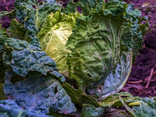 Huge growing cabbage head with large upper wiry leaves. Brassica oleracea.