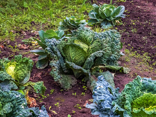 Huge growing cabbage head with large upper wiry leaves. Brassica oleracea.