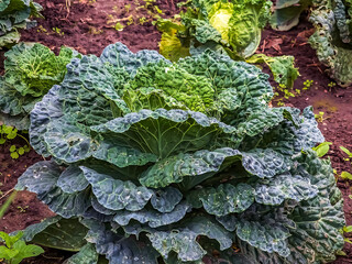 Huge growing cabbage head with large upper wiry leaves. Brassica oleracea.